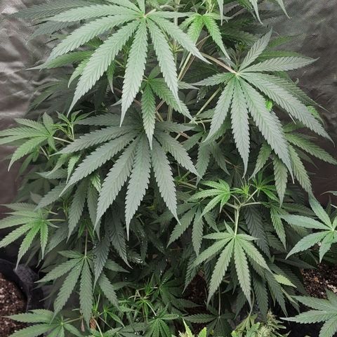 Jaguar OG Auto growlog timeline photo