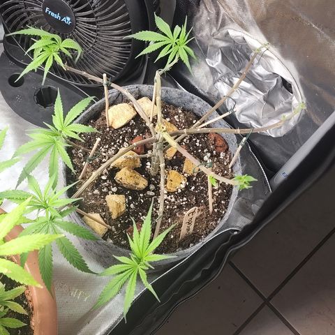 Genética desconocida growlog timeline photo