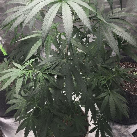 Jaguar OG Auto growlog timeline photo