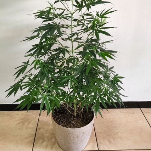 Jaguar OG Auto growlog timeline photo