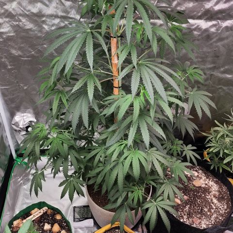 Jaguar OG Auto growlog timeline photo
