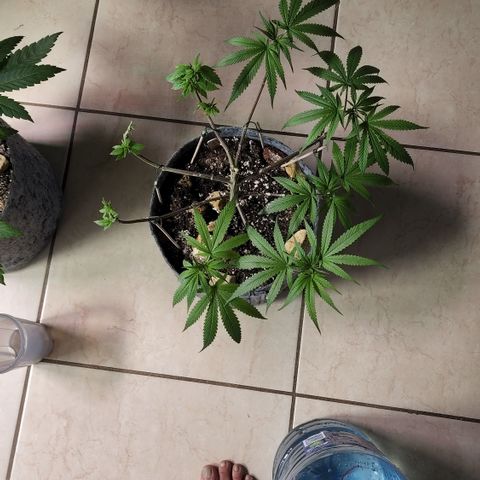 Genética desconocida growlog timeline photo