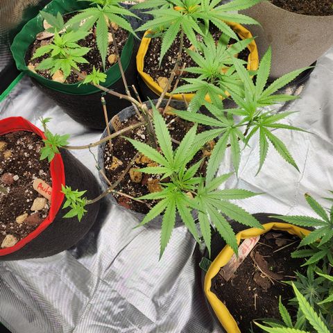 Genética desconocida growlog timeline photo