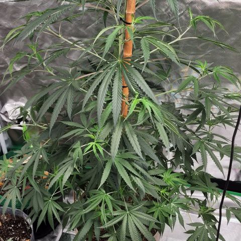 Jaguar OG Auto growlog timeline photo