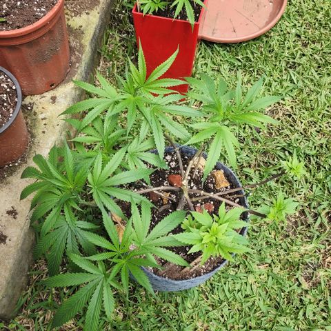 Genética desconocida growlog timeline photo