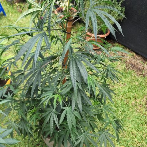 Jaguar OG Auto growlog timeline photo