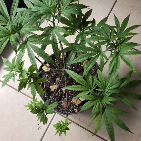 Genética desconocida growlog timeline photo