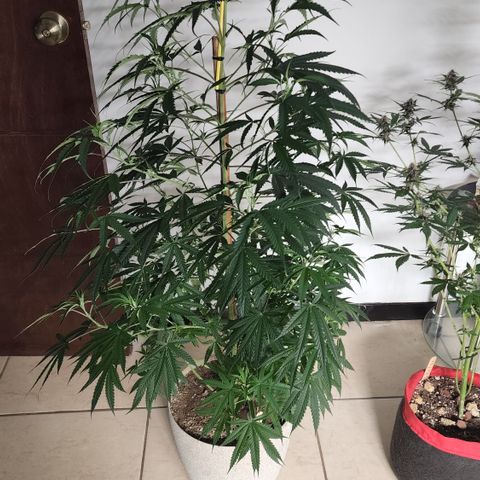 Jaguar OG Auto growlog timeline photo