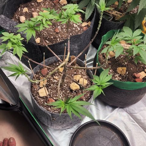 Genética desconocida growlog timeline photo