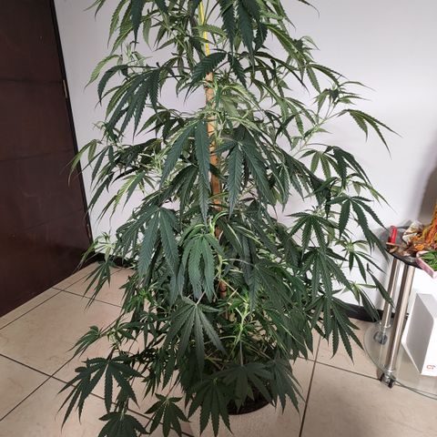 Jaguar OG Auto growlog timeline photo