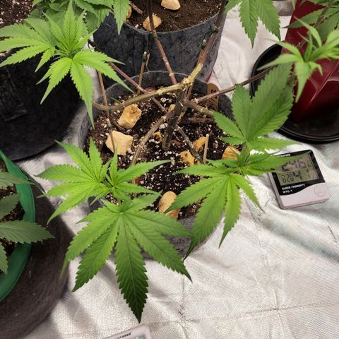 Genética desconocida growlog timeline photo