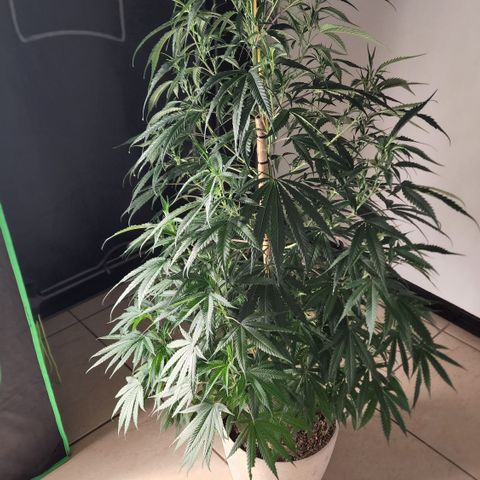 Jaguar OG Auto growlog timeline photo