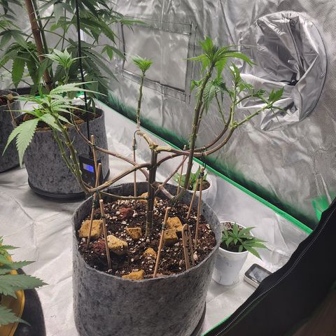 Genética desconocida growlog timeline photo