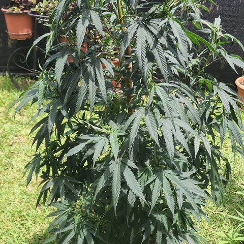 Jaguar OG Auto growlog timeline photo