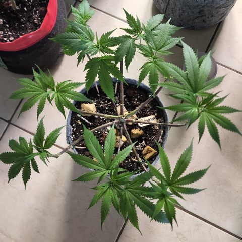 Genética desconocida growlog timeline photo