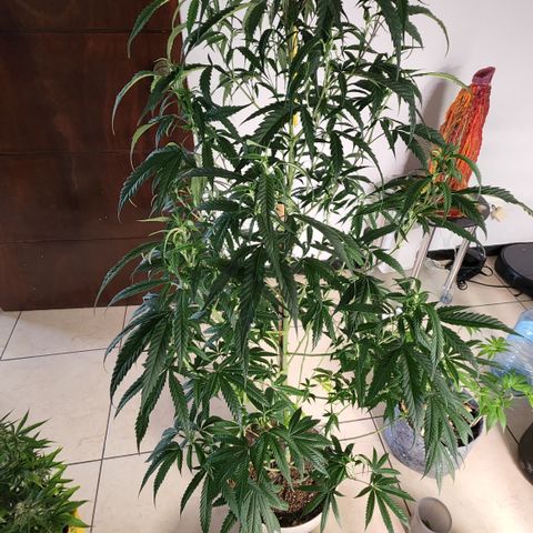 Jaguar OG Auto growlog timeline photo
