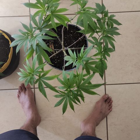 Genética desconocida growlog timeline photo