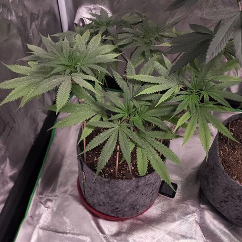 Genética desconocida growlog timeline photo