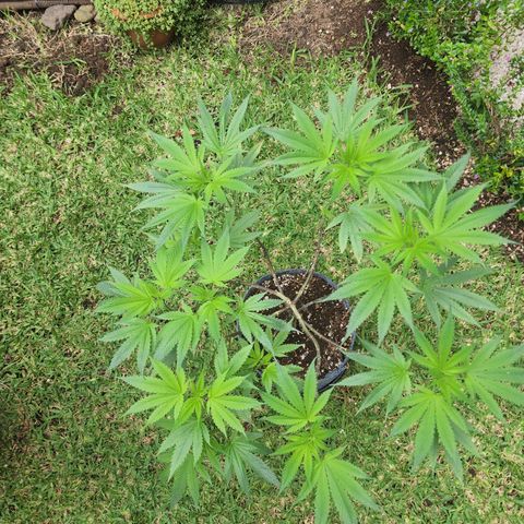 Genética desconocida growlog timeline photo