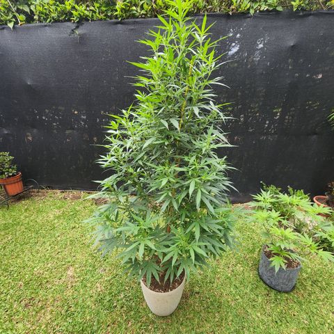 Jaguar OG Auto growlog timeline photo