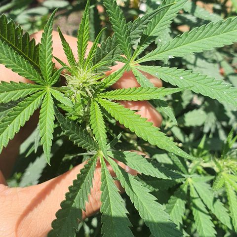 Jaguar OG Auto growlog timeline photo