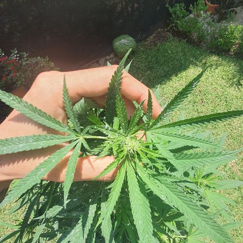 Jaguar OG Auto growlog timeline photo