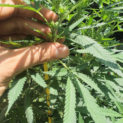 Jaguar OG Auto growlog timeline photo