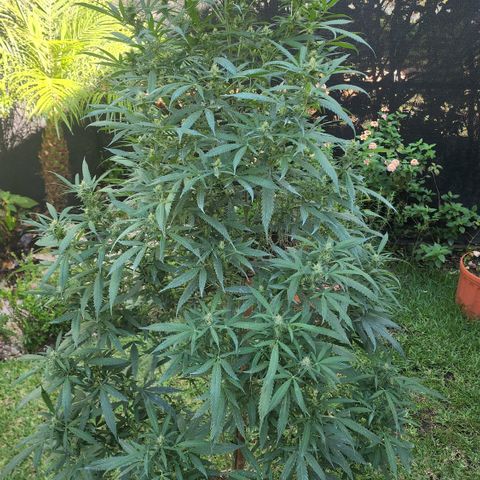 Jaguar OG Auto growlog timeline photo