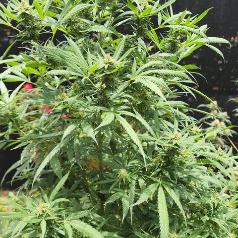 Jaguar OG Auto growlog timeline photo