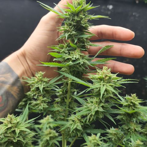 Jaguar OG Auto growlog timeline photo