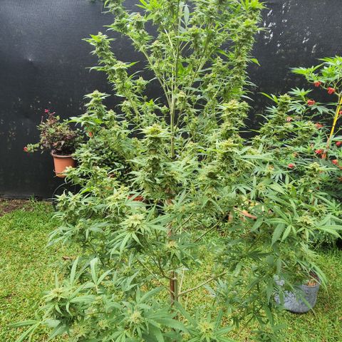 Jaguar OG Auto growlog timeline photo