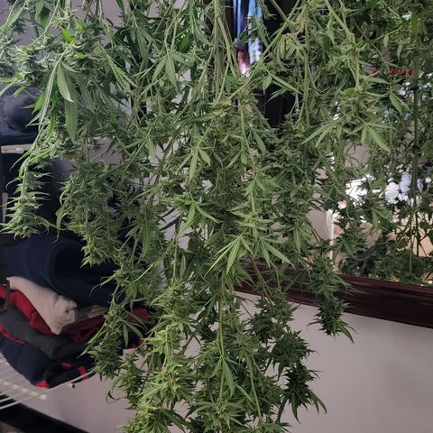 Jaguar OG Auto growlog timeline photo
