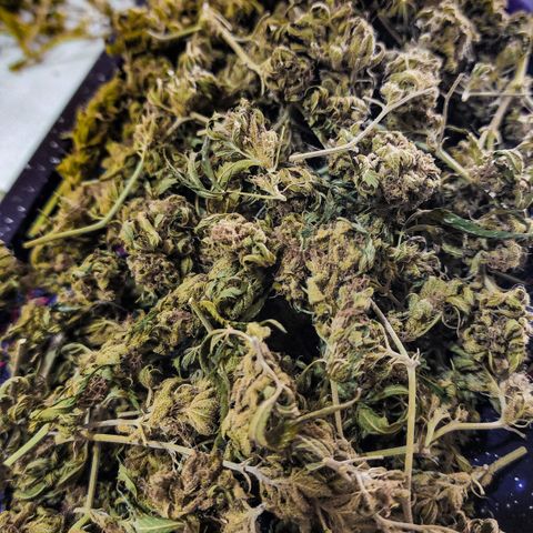 Jaguar OG Auto growlog timeline photo