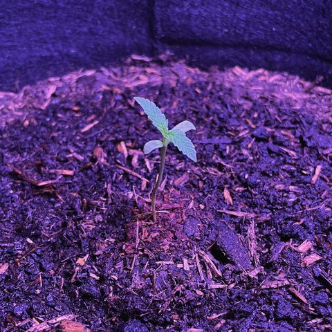 Jack #1 growlog timeline photo