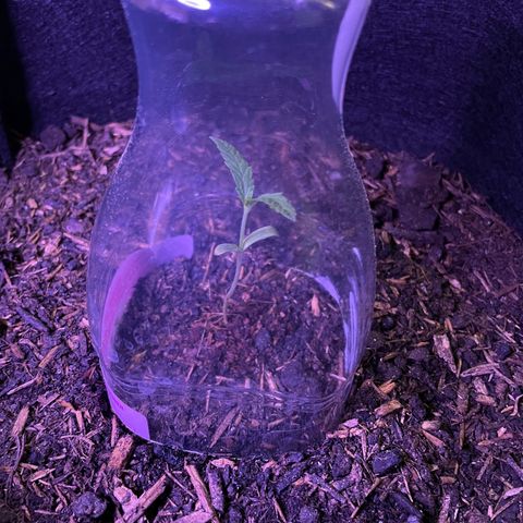Jack #1 growlog timeline photo