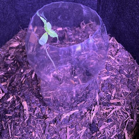 Eddy #1 growlog photo: Rough day on the balcony. Too much wind I think.