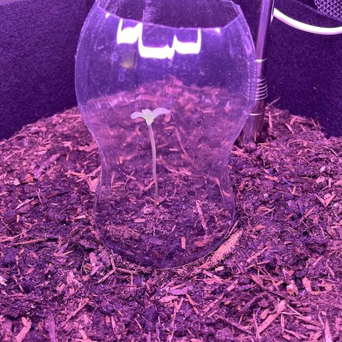 Berry #1 growlog timeline photo