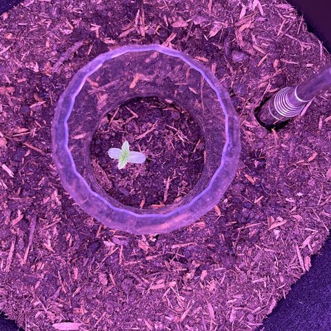 Berry #1 growlog timeline photo