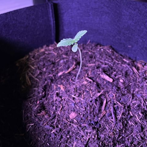 Eddy #1 growlog timeline photo