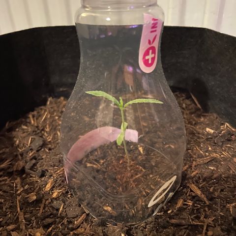 Jack #1 growlog timeline photo