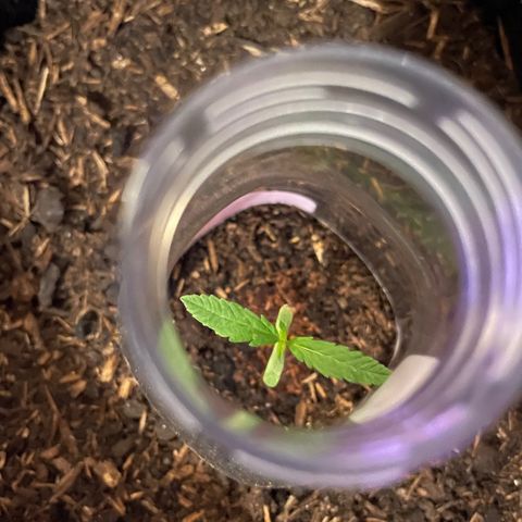 Jack #1 growlog timeline photo