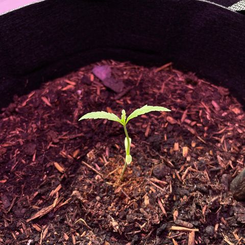 Jack #1 growlog timeline photo