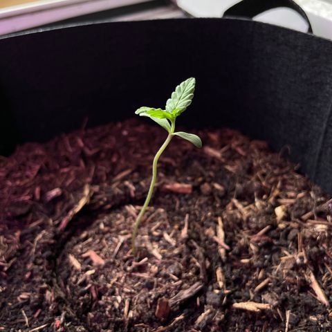 Eddy #1 growlog timeline photo