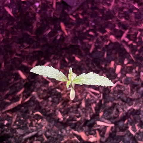 Jack #1 growlog timeline photo