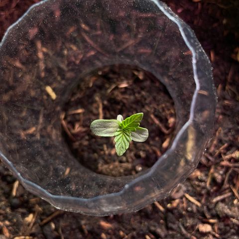 Berry #1 growlog timeline photo