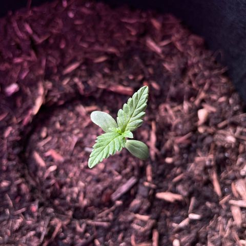 Eddy #1 growlog timeline photo