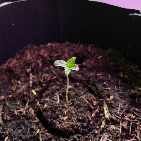 Berry #1 growlog timeline photo