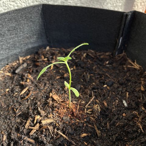 Jack #1 growlog timeline photo