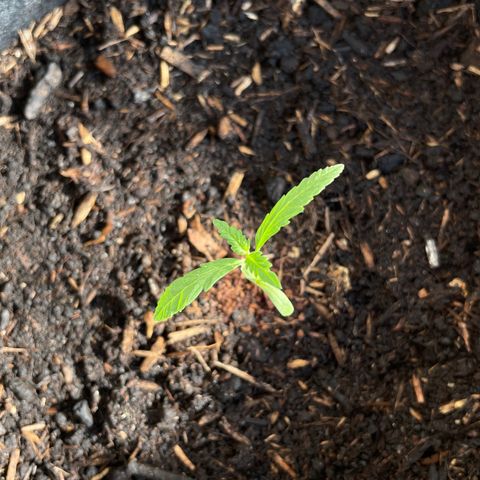 Jack #1 growlog timeline photo