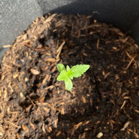 Eddy #1 growlog timeline photo
